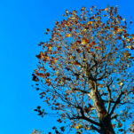 頑固な秋の便秘には、繊維より油分をプラスしてみよう