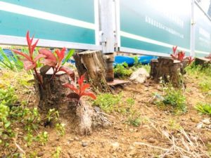 打ちのめされても、摘まれても、伐られても、それでも生きていける