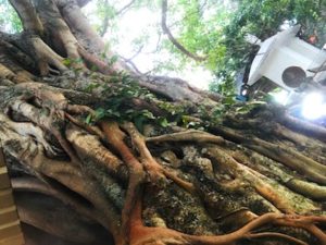 インドとスリランカアーユルヴェーダの違い